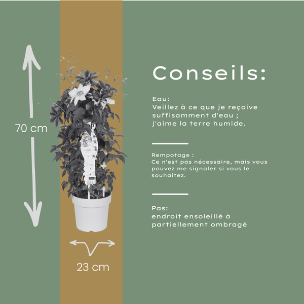 Waldrebe ‚Double Up Barnadine + Masa' – Clematis – Ansicht 5