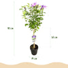 Garteneibisch Stämmchen ‚Lavender Chiffon' – Hibiscus syriacus – Ansicht 3