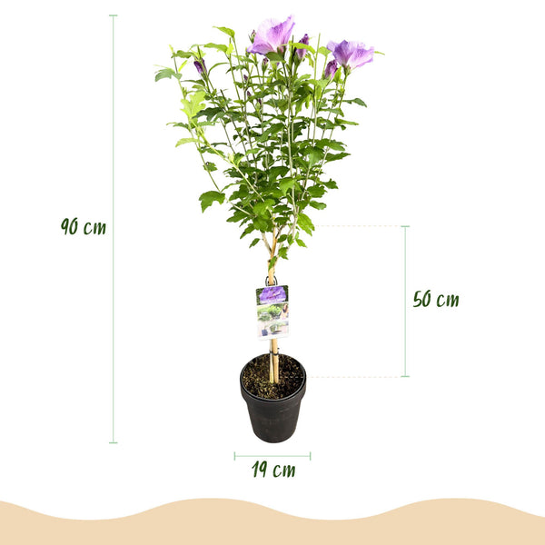 Garteneibisch Stämmchen ‚Lavender Chiffon' – Hibiscus syriacus – Ansicht 3