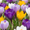 Krokus – Crocus vernus