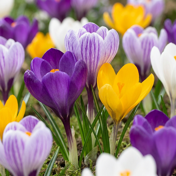 Krokus – Crocus vernus