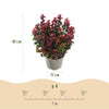 Traubenheide-Duo – Leucothoe in Gelb & Rot – Ansicht 3