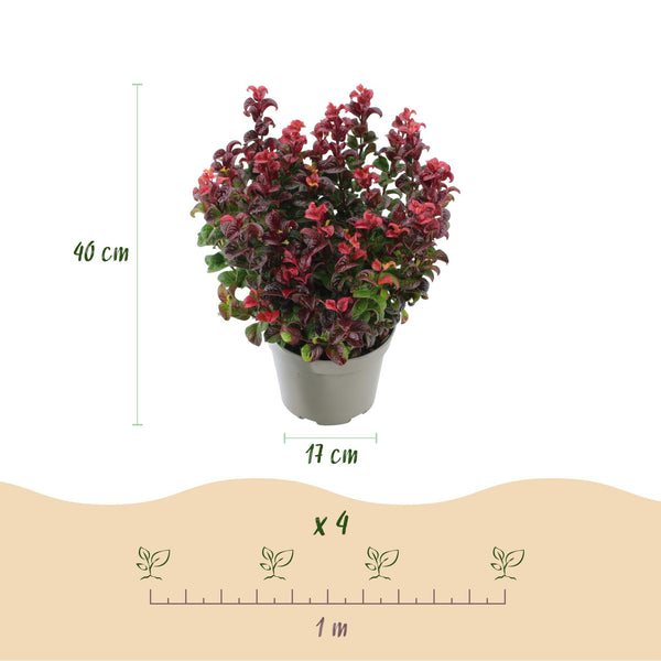 Traubenheide-Duo – Leucothoe in Gelb & Rot – Ansicht 3