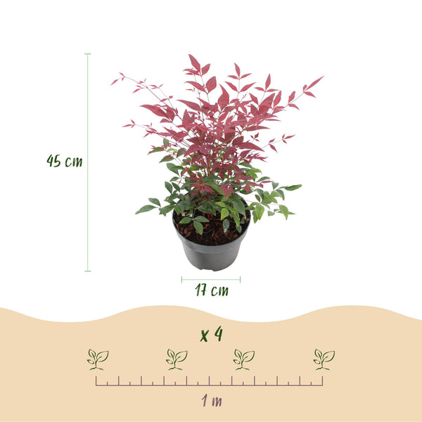 Himmelsbambus-Set „Duo" – Nandina domestica in Gelb & Rot – Ansicht 3