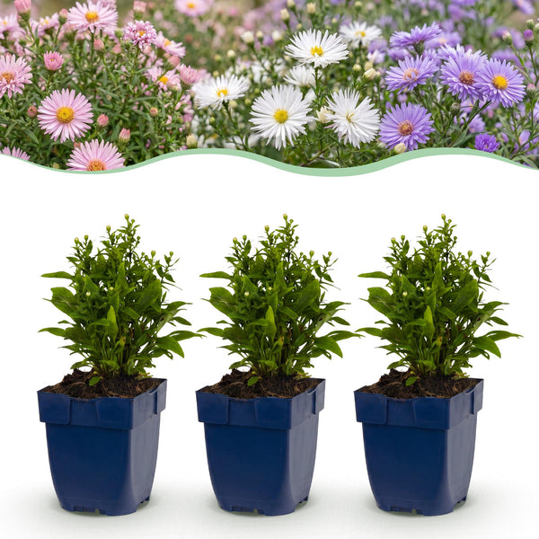 Aster Tricolour