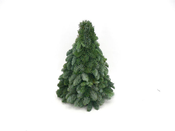 Nobilis-Kranz – Abies procera