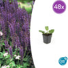 Steppensalbei ‚Mainacht' – Salvia nemorosa