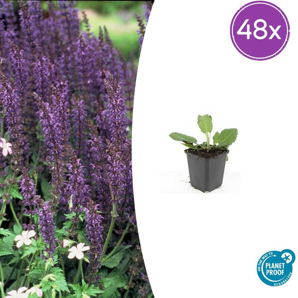 Steppensalbei ‚Mainacht' – Salvia nemorosa