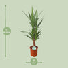 Palmlilie – Yucca – Ansicht 2