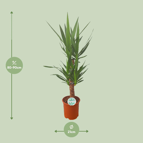 Palmlilie – Yucca – Ansicht 2