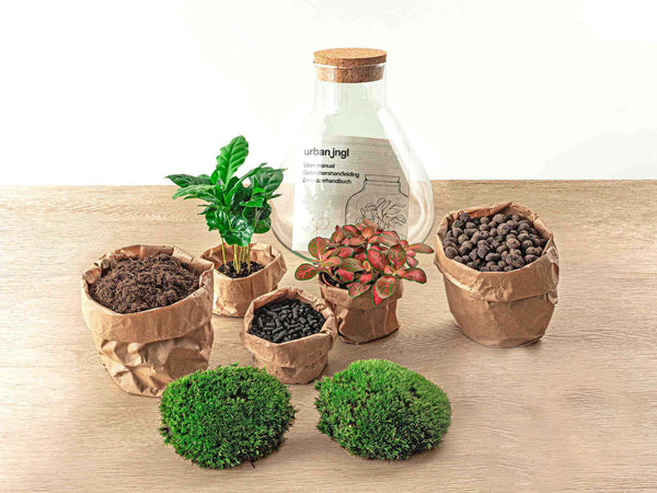 Flaschengarten-Set „Sammie Coffea“ – DIY-Terrarium mit Kaffeepflanze – Ansicht 4