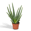 Aloe vera – Ø 12 cm · 40 cm, ohne Übertopf
