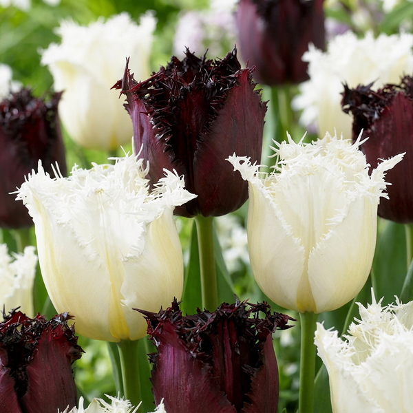 Tulpe ‚Breakdance Mix' – Tulipa