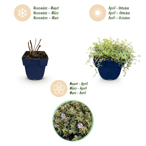 Zitronen-Thymian ‚Sambesi' – Thymus citriodorus – Ansicht 4