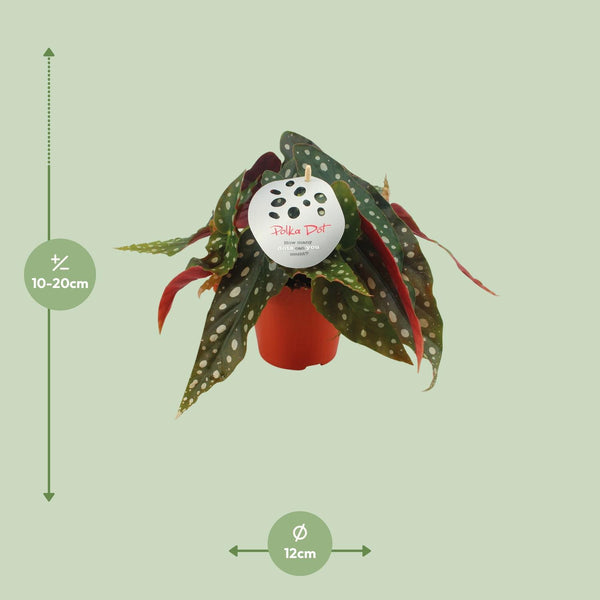 Forellenbegonie – Begonia maculata – Ansicht 2