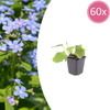 Kaukasus-Vergissmeinnicht – Brunnera macrophylla