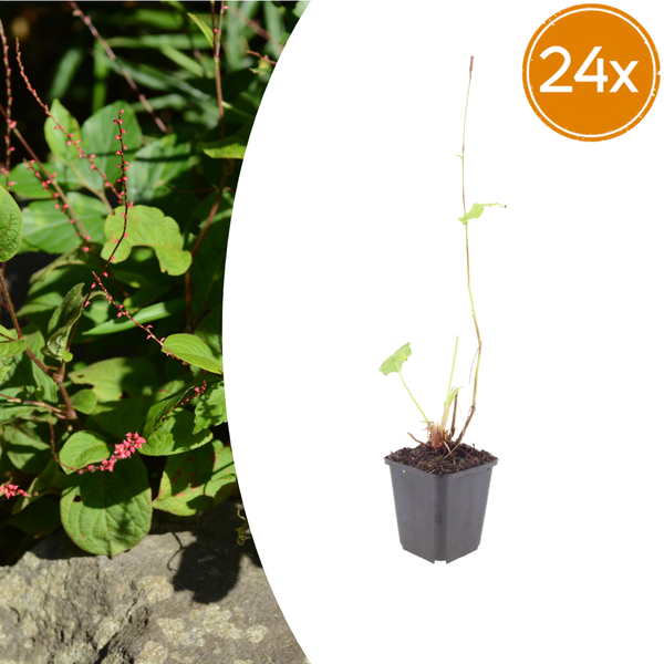 Kerzenknöterich ‚Speciosa' – Persicaria amplexicaulis