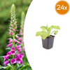 Roter Fingerhut – Digitalis purpurea