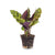Calathea lancifolia – Ø 6 cm, 1 Stück