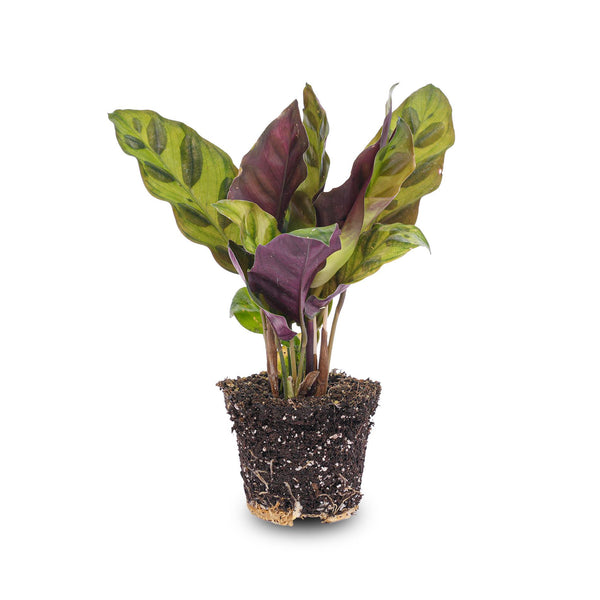 Calathea lancifolia – Ø 6 cm, 1 Stück