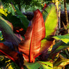 Abessinische Banane ‚Maurelii' – Ensete ventricosum – Ansicht 4