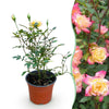 Rose ‚Tricolor Fairy' – Rosa – Standard