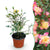 Rose ‚Tricolor Fairy' – Rosa – Standard