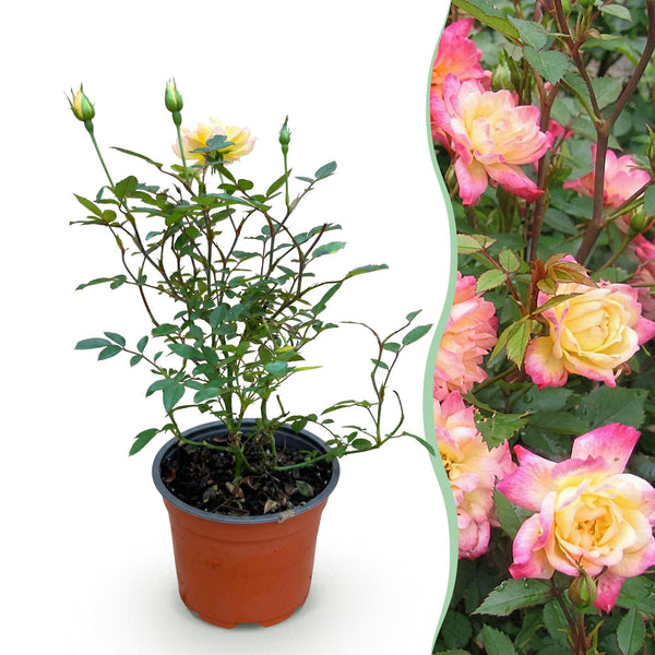 Rose ‚Tricolor Fairy' – Rosa – Standard