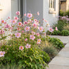 Herbst-Anemone ‚Splendens' – Anemone hupehensis – Ansicht 6