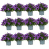 Glockenblume ‚Addenda Ambella' – Campanula