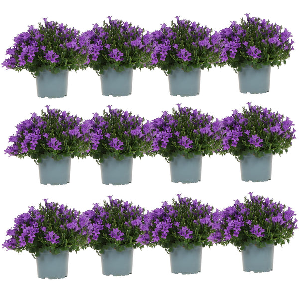 Glockenblume ‚Addenda Ambella' – Campanula