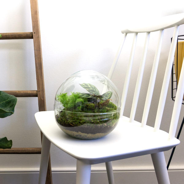 Flaschengarten-Set „Dome" – DIY-Terrarium im Kugelglas – Ansicht 4