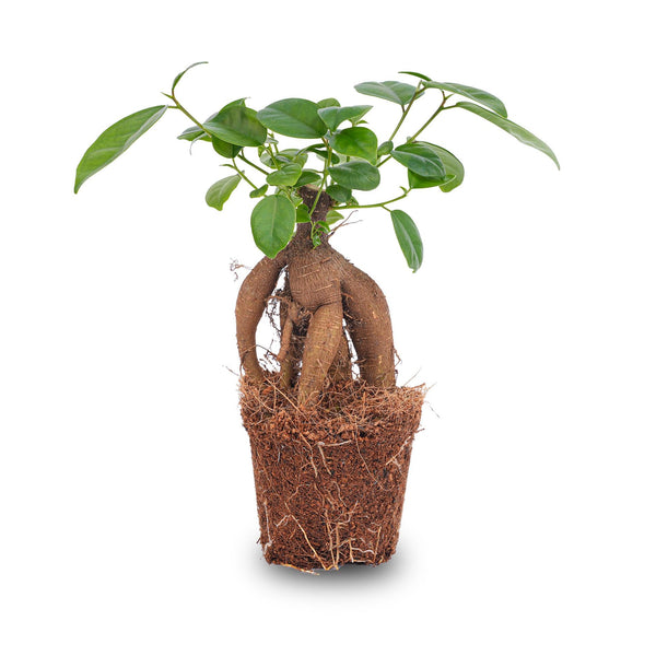 Ficus Ginseng Bonsai – Ficus microcarpa