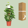 Efeutute – Epipremnum aureum – Ansicht 3
