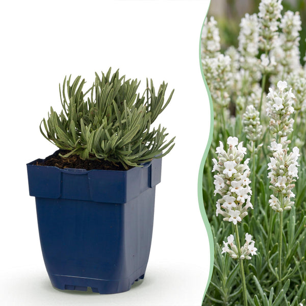 Lavendel ‚Edelweiss' – Lavandula angustifolia