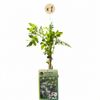 Rosa Jasmin – Jasminum × stephanense – Ansicht 2