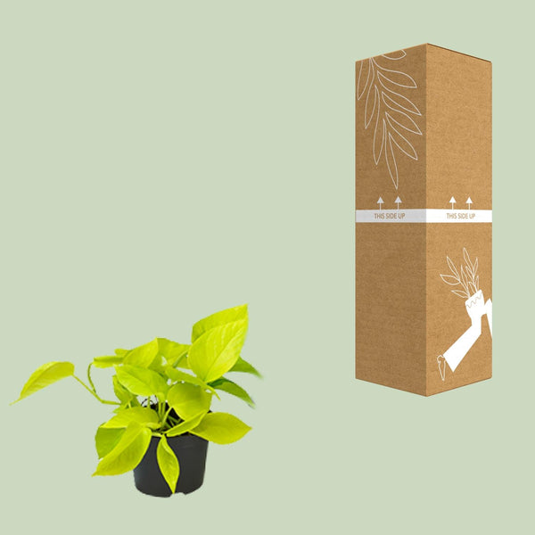 Efeutute ‚Golden Pothos' – Epipremnum aureum – Ansicht 3