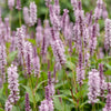 Kerzenknöterich ‚Rosea' – Persicaria amplexicaulis – Ansicht 5