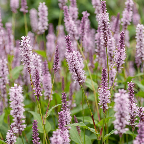 Kerzenknöterich ‚Rosea' – Persicaria amplexicaulis – Ansicht 5