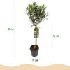 Olivenbaum Stämmchen – Olea europaea – Ansicht 3
