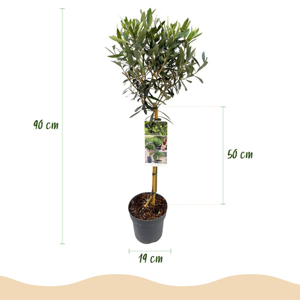 Olivenbaum Stämmchen – Olea europaea – Ansicht 3