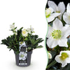 Christrose ‚Christmas Carol' – Helleborus niger