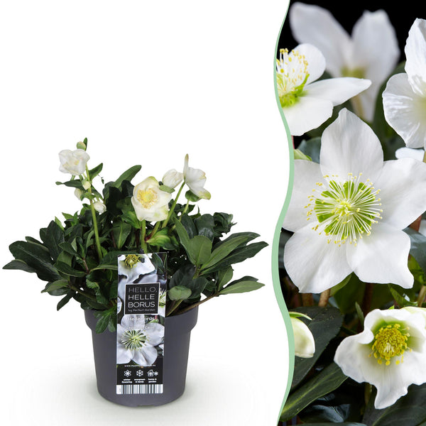 Christrose ‚Christmas Carol' – Helleborus niger