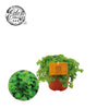 Kanonierblume – Pilea depressa