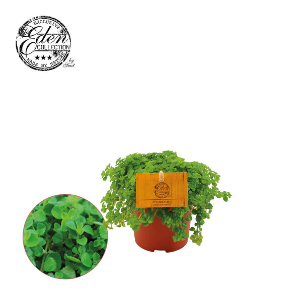 Kanonierblume – Pilea depressa