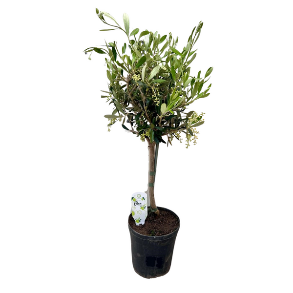 Olivenbaum Stämmchen – Olea europaea