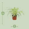 Grünlilie – Chlorophytum comosum – Ansicht 2