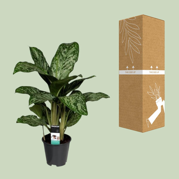 Kolbenfaden ‚Greenlight' – Aglaonema – Ansicht 5