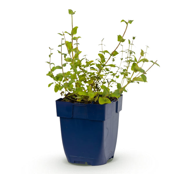 Katzenminze ‚Grog' – Nepeta racemosa – Ansicht 2