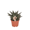 Haworthia limifolia – Ø 6 cm · 11 cm